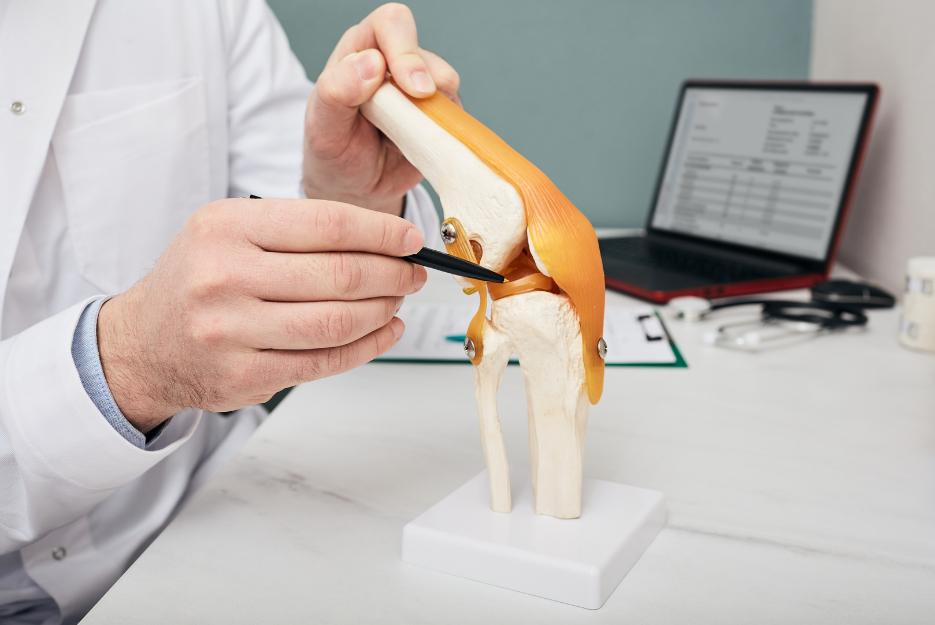 a health practitioner pointing out on an anatomical model where the meniscus is and which structure would be damaged when someone is suffering with a torn meniscus